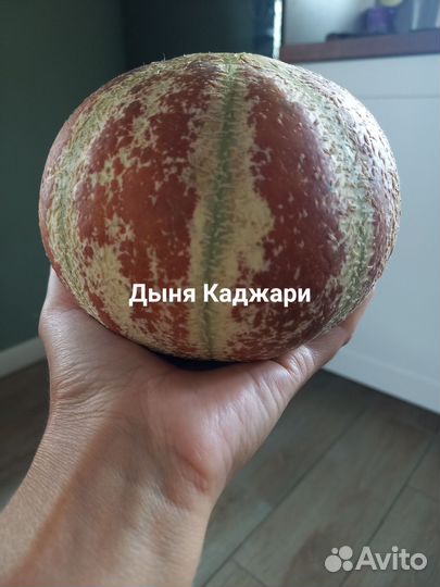 Семена дынь перца томатов