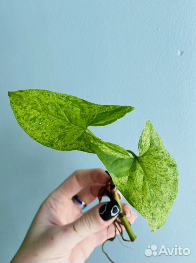 Сингониум моттлед, манго, три короля