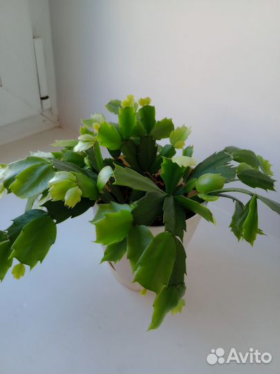 Продаю комнатные цветы