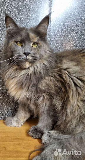 Кошка мейн-кун