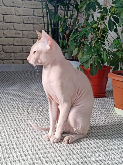 Кот вязка