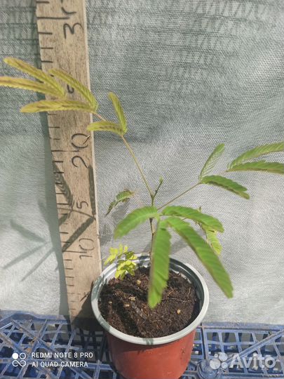 Альбиция ленкоранская