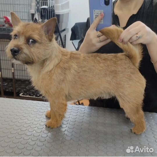 Груминг, стрижка, экспресс линька собак