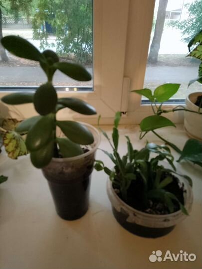 Цветы бесплатно