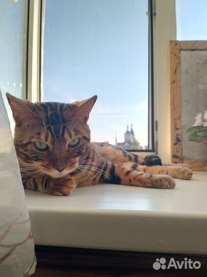 Бенгальский кот вязка