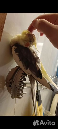 Ручной самец Кореллы