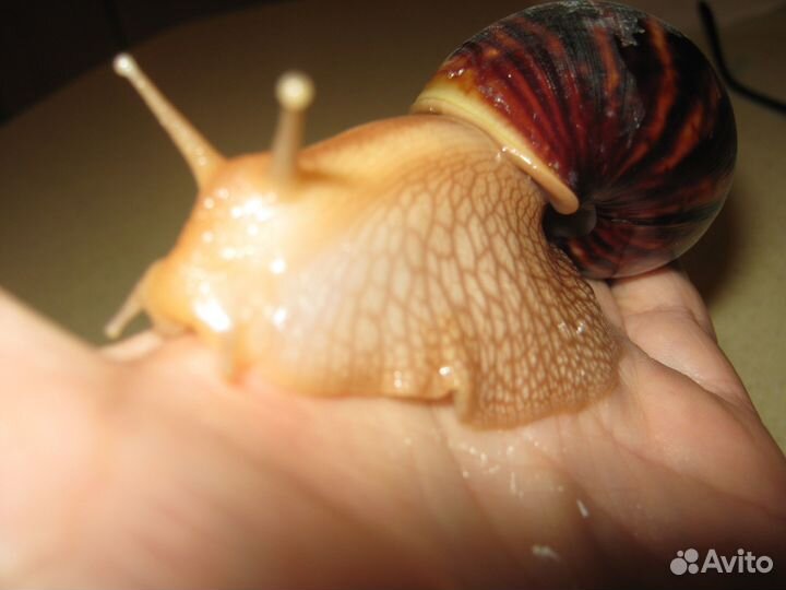 Улитки Ахатины бесплатно