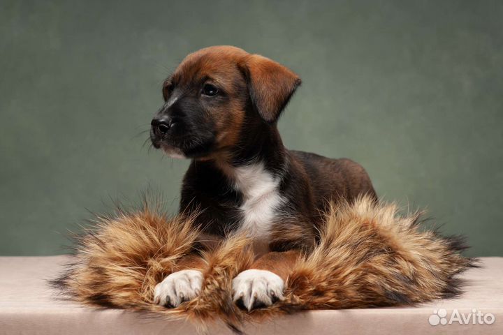 Щенки ксоло в шерсти