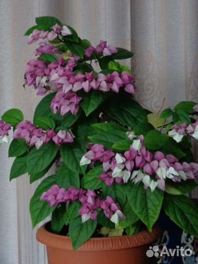 Клеродендрум Томсона