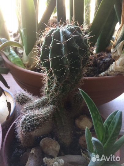 Кактусы и суккуленты