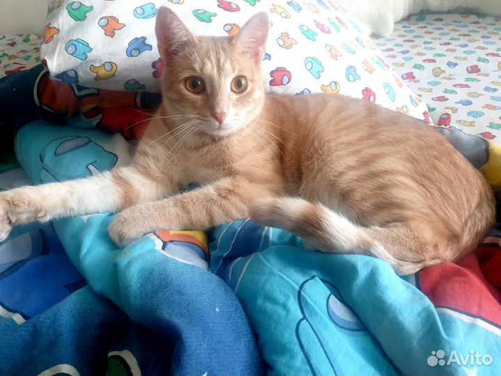 Рыжий котик бесплатно