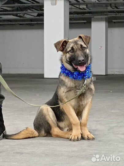 Коротколапый мальчик