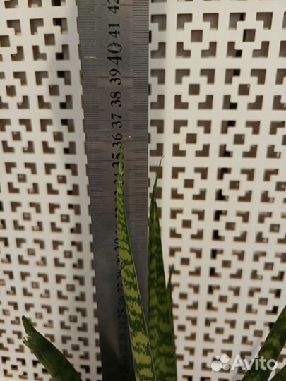 Сансевиерия микс