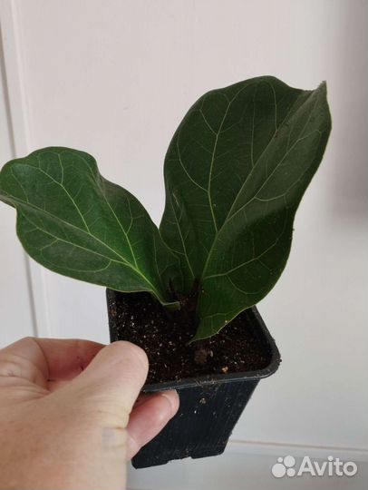 Фикус бамбино,Монстера,Спатифиллум,Корилус