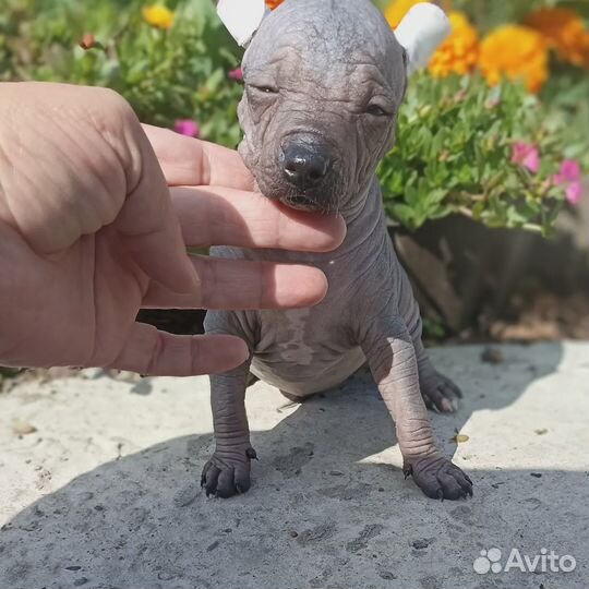 Ксолоитцкуинтли мини