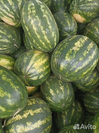Арбузы оптом Каристан