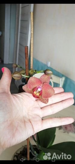 Орхидеи фаленопсис