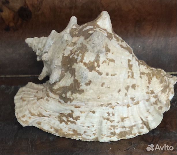 Большая морская раковина Куба 23 см