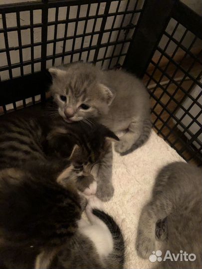 Котята в добрые руки