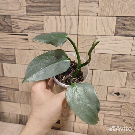 Филодендрон хастатум