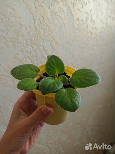 Комнатные цветы фиалки