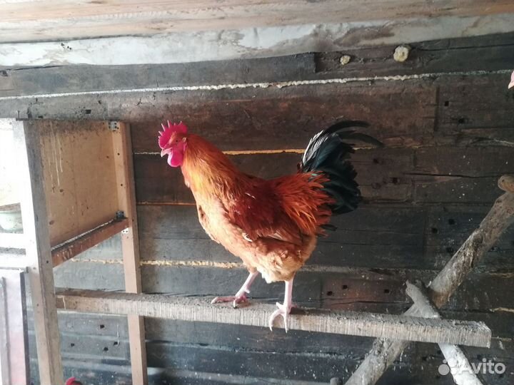 Куры петухи