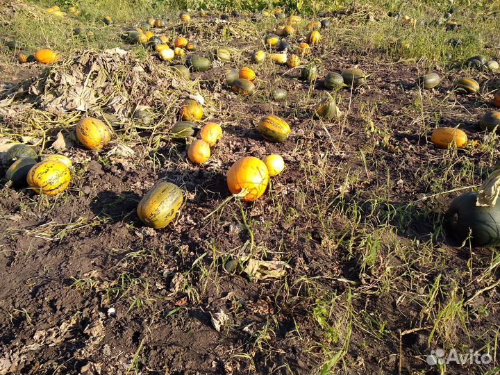 Тыква кормовая