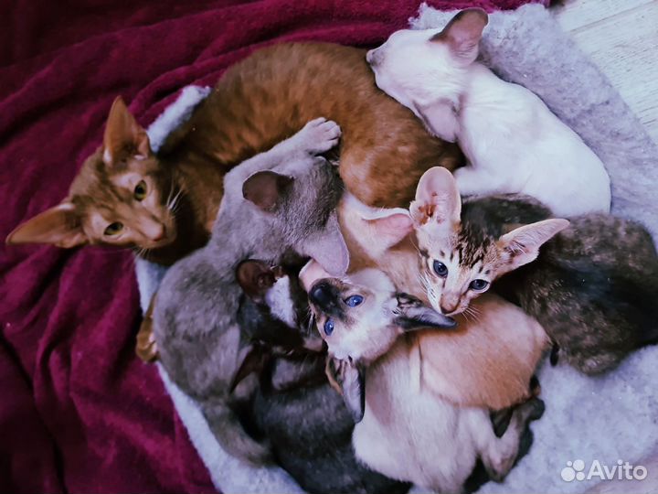 Котята ориенталы