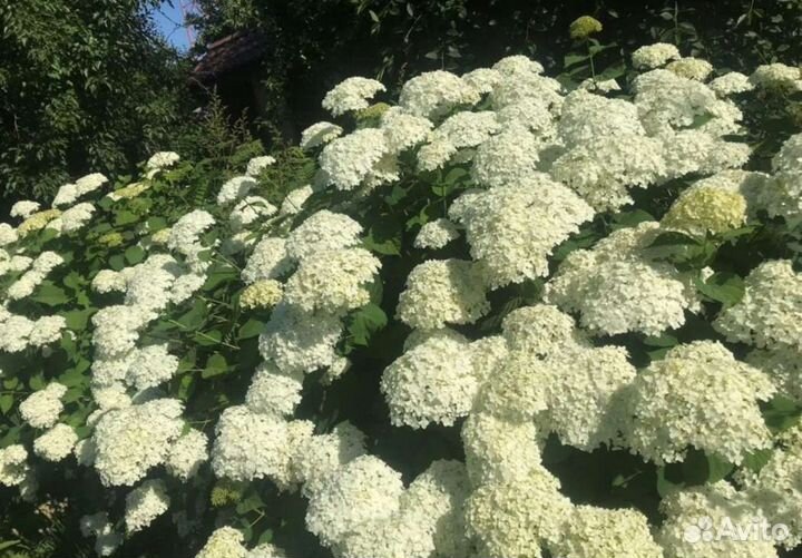 Древовидная Аннабель