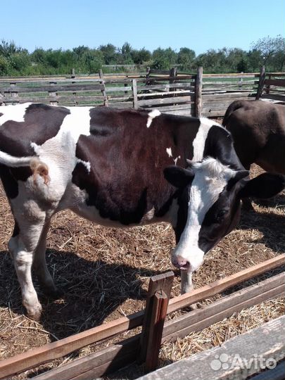 Телка 1.1 месяц