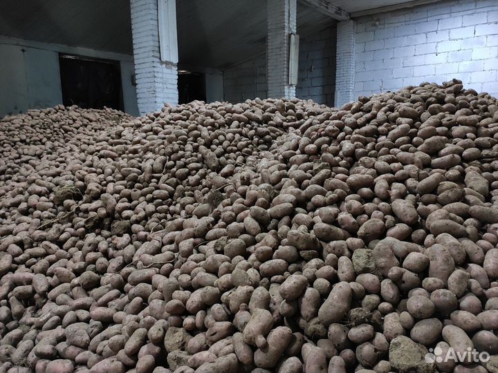 Продаëм картофель