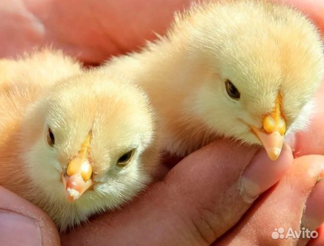 Цыплята бройлер,индюшата,утята,гусята,мулард.Доста