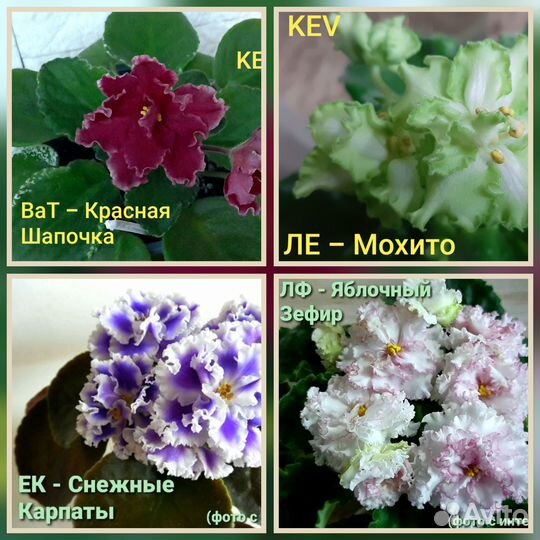 Детки сортовых фиалок