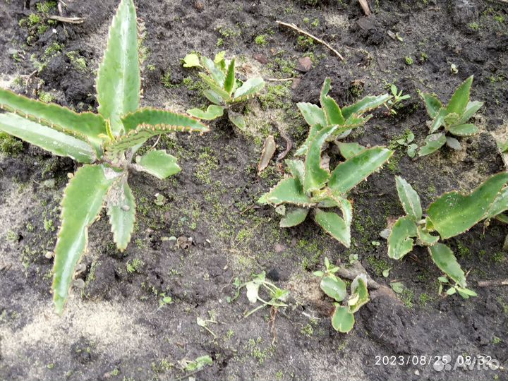 Каланхоэ лечебный, алоэ, индийский лук