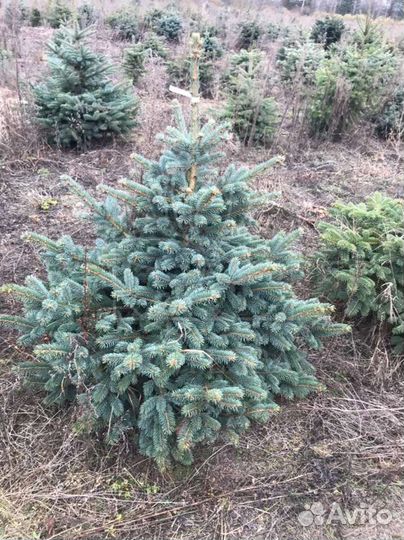 Саженцы ель голубая глаука и ели сибирская