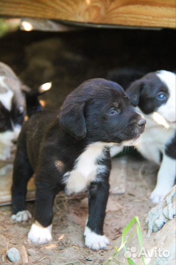 Собака в добрые руки отдам бесплатно