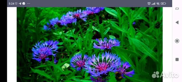 Цветок многолетний Василек крупноцветковый