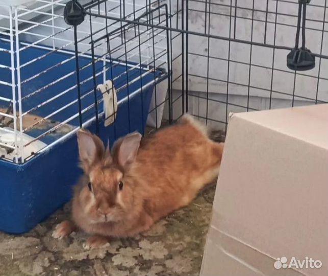 Декоративные кролики