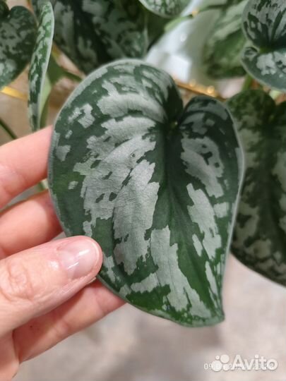 Сциндапсус пиктус треби и монстера перу