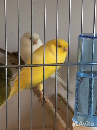 Канарейки (yorkshire)