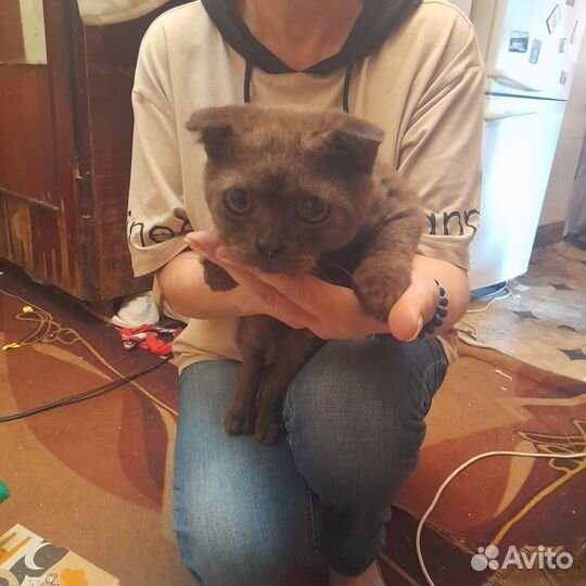 Вислоухий котенок