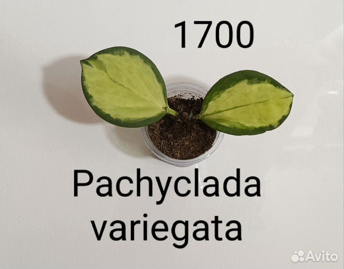 Хойи