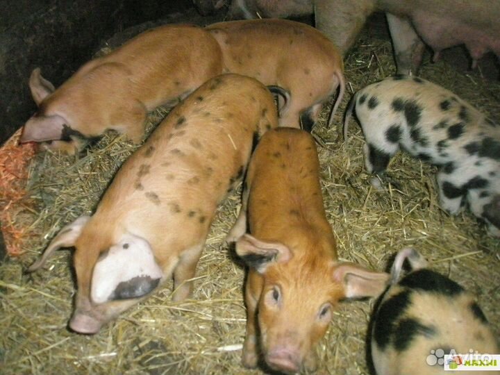 Поросенок дюрок