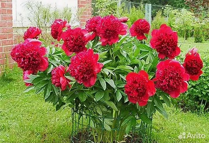 Продам пион Red Charm