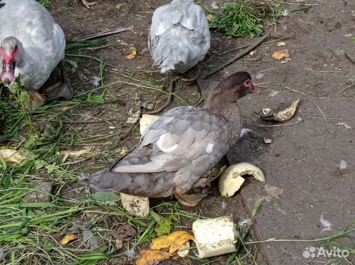 Индоутка мускусная утка