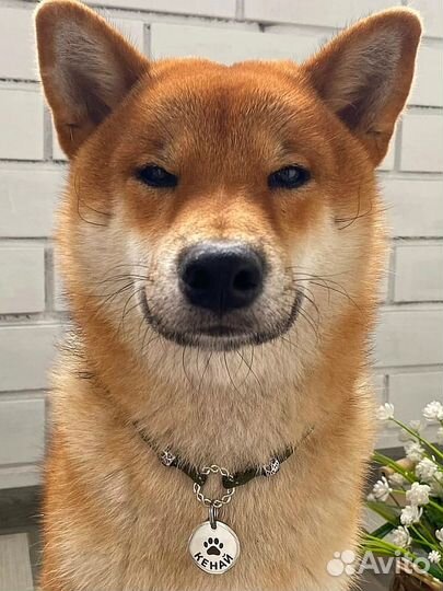 Вязка собак Сиба Ину