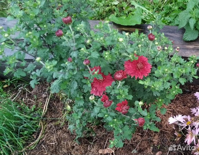 Хризантемы, астры