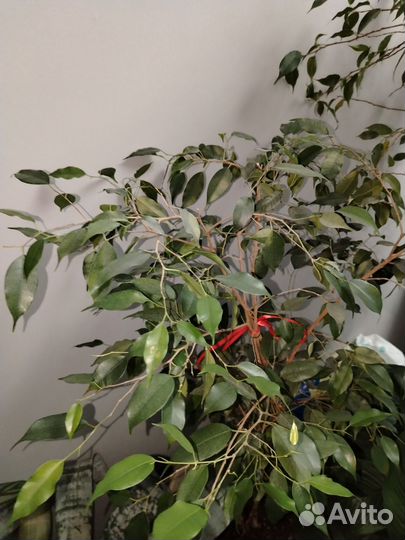 Горшечные растения