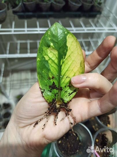 Замиокулькас шорт лив вариегатный