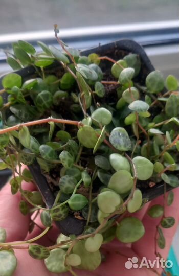 Пеперомия простата